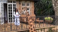 Karmi z balkonu żyrafę. Niezwykłe nagranie z Kenii