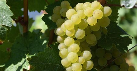 Klimat zmienia winnice. Coraz więcej producentów sięga po wina z różnych roczników
