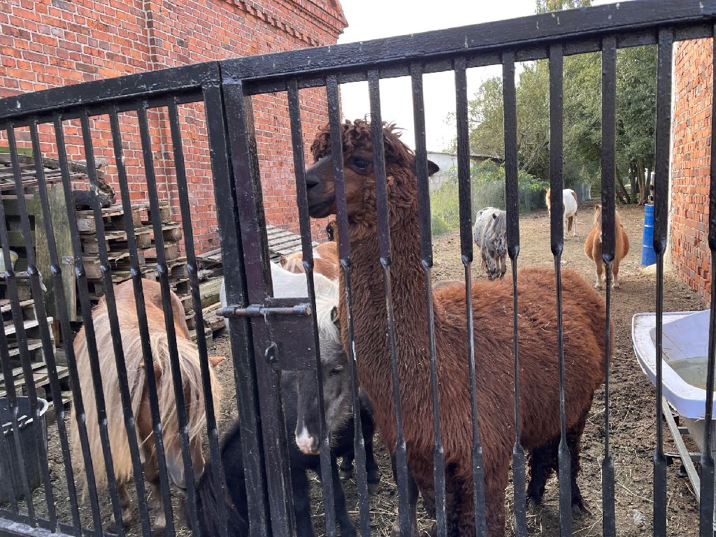 Kucyki i samiec alpaki