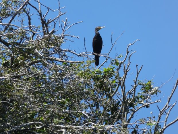 Kormoran Panasonic TZ80