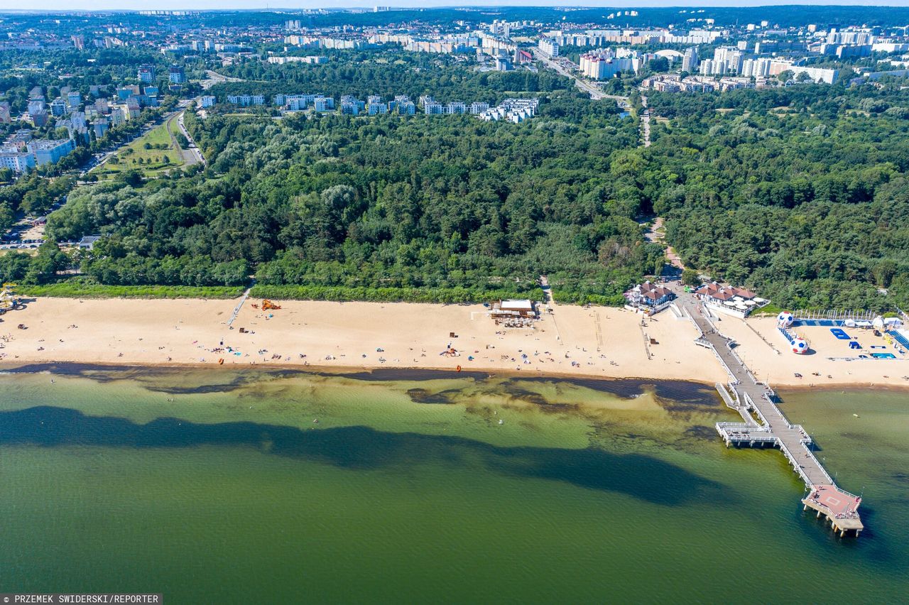 Decyzja sądu dotyczy planu miejscowego dla terenów leśnych między końcem al. Hallera, a deptakiem prowadzącym na molo.