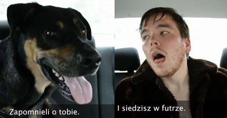 Tak umiera pies w rozgrzanym samochodzie!