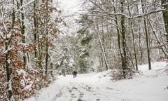 Szczątki jeleni w lesie. Nagroda za informację o kłusowniku