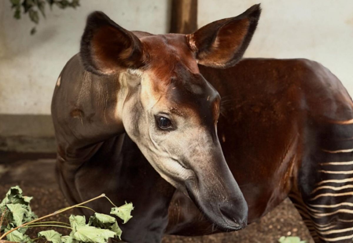 Zoo Opole nie kryje radości. "Po wielu latach starań"