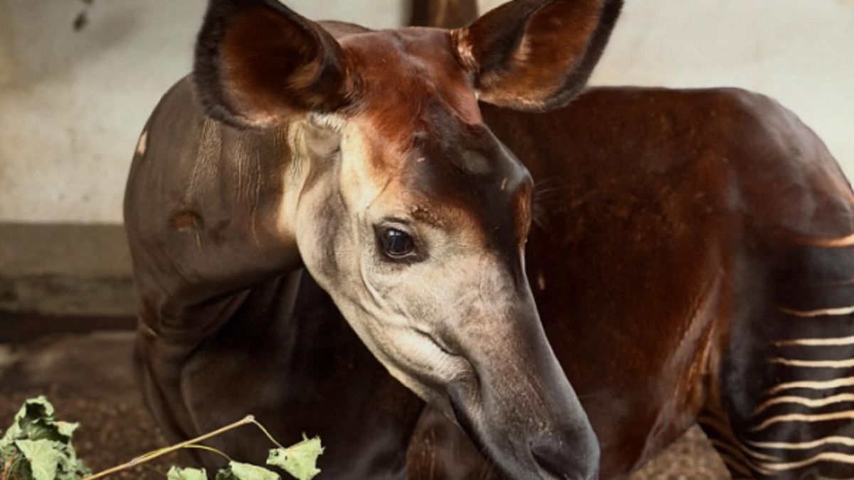 Zoo Opole nie kryje radości. 