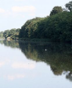 Z Odry wyłowiono 670 kg śniętych ryb. Pierwsze wyniki badań