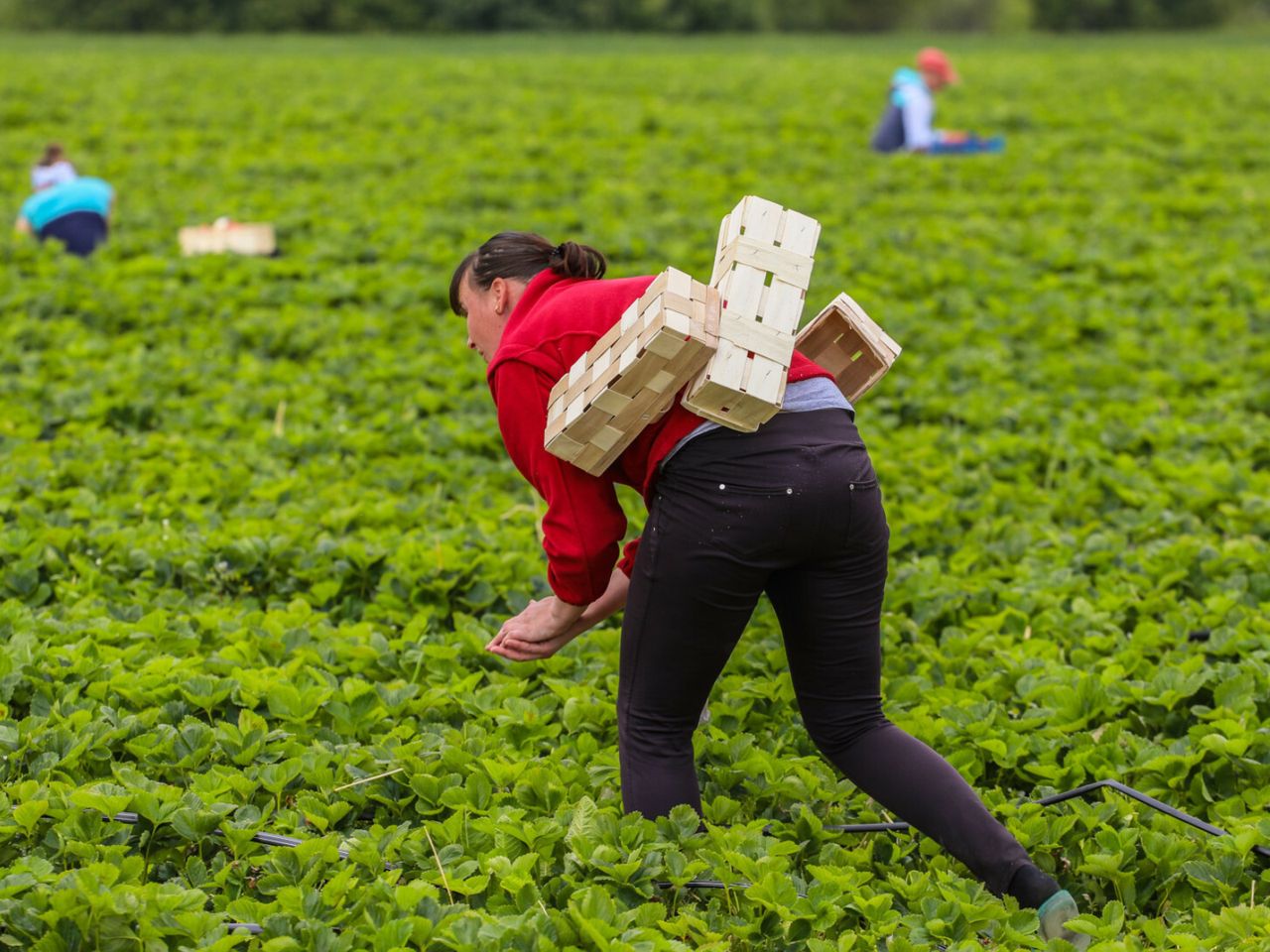 Pracuje na plantacji. "W Polsce żyję z tego, co zarobię w Niemczech"