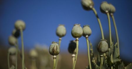 Po przejęciu władzy przez talibów cena opium wzrosła trzykrotnie.
