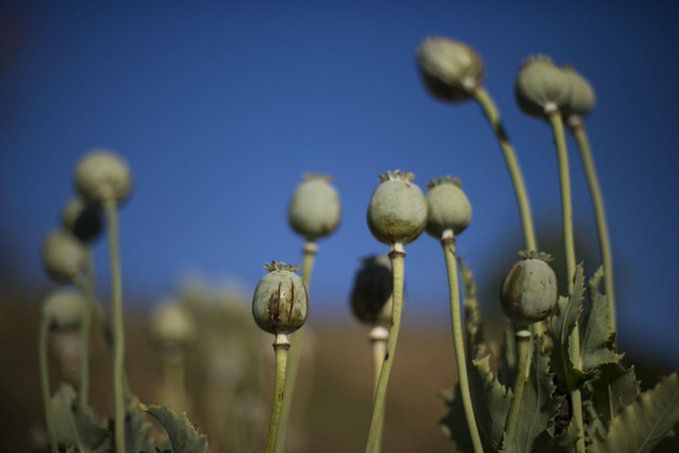 Po przejęciu władzy przez talibów cena opium wzrosła trzykrotnie.