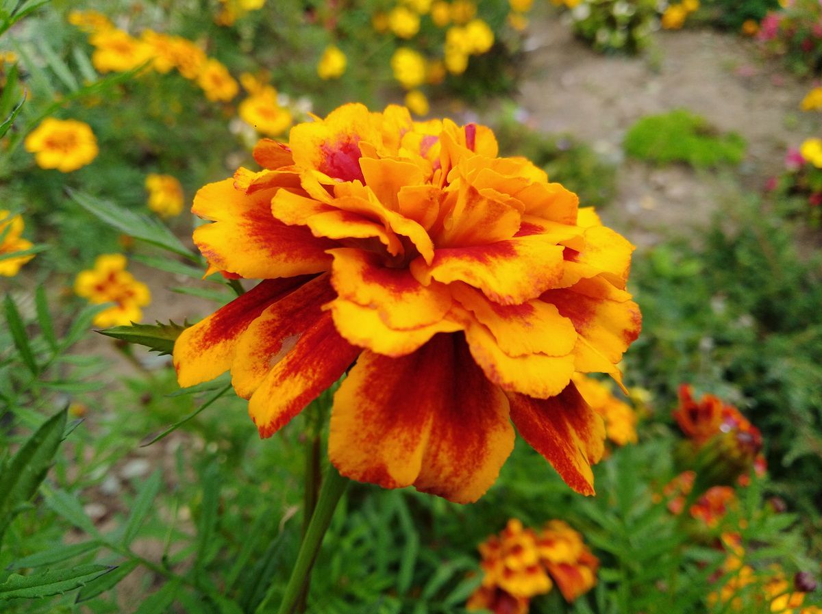 Huawei Y7 – test dobrego smartfona z 5,5-calowym ekranem HD 23