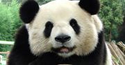 Antywirusy Panda uległy samozniszczeniu i unieruchomiły wiele komputerów