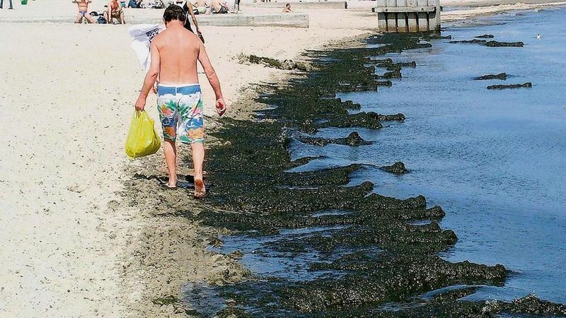 Sopocka plaża latem. Dzięki biogazowni wkrótce glony mogą zostać spozytkowane