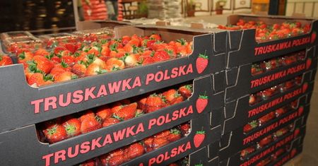 Truskawki nie powinny być w tym roku droższe