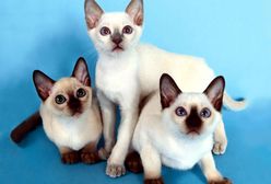 Wystawa najpiękniejszych kotów rasowych na Bielanach