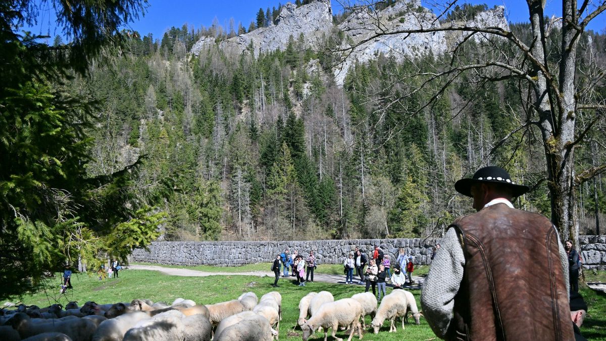 Na kursy juhasów idą setki tysięcy złotych