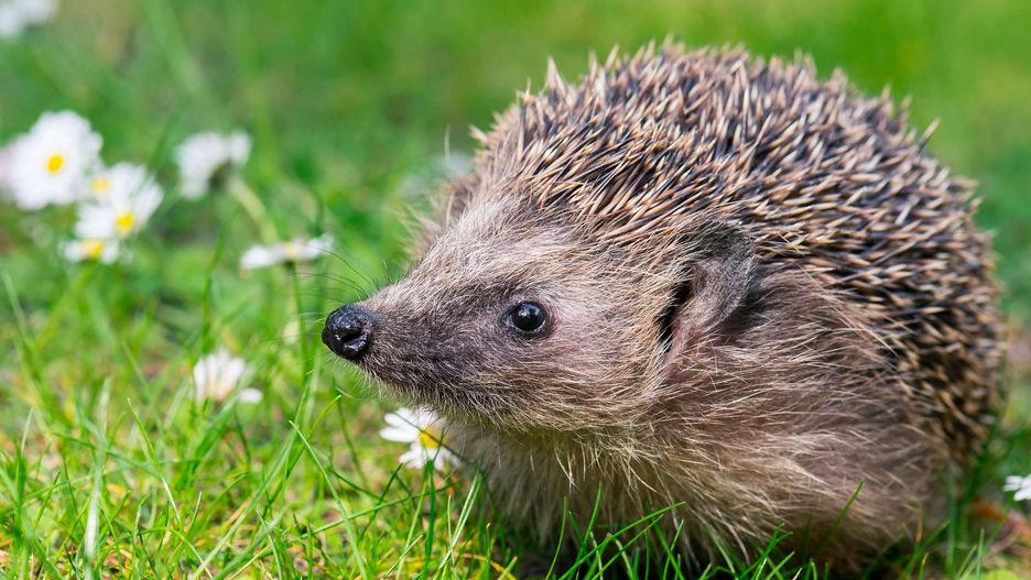 Najbardziej trwałą kryjówką dla jeża w ogrodzie jest drewniany domek z osłoniętym wejściem
