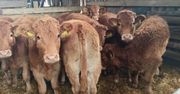 Ceny bydła w listopadzie. Miesiąc wysokich cen i dużej niepewności