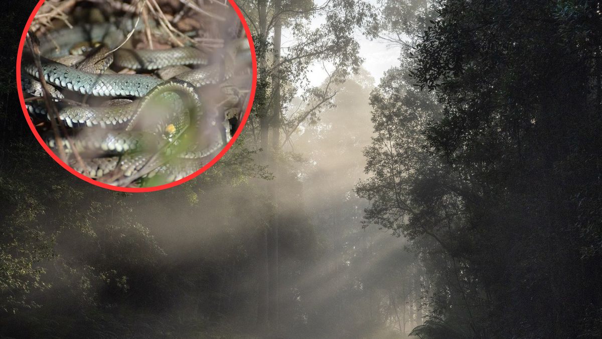 Lasy Państwowe ostrzegają