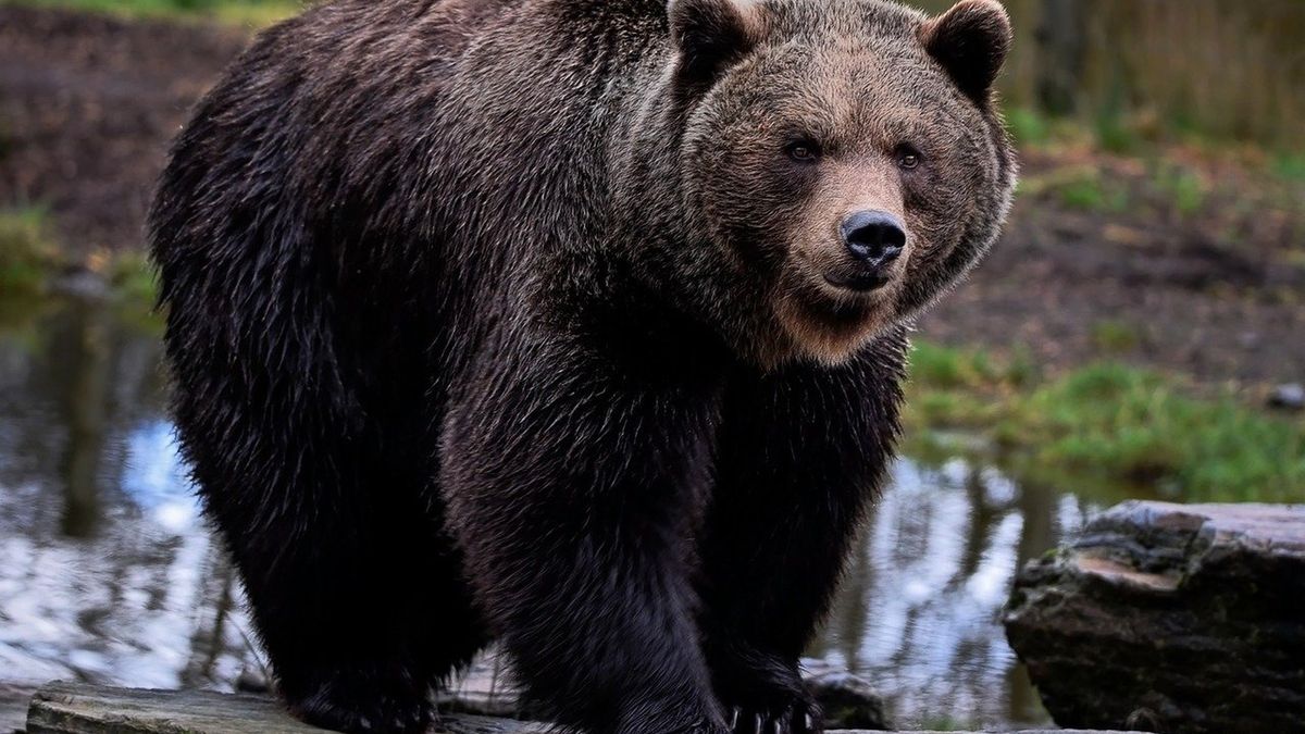 Chorwacja: niedźwiedź zaatakował 64-latka