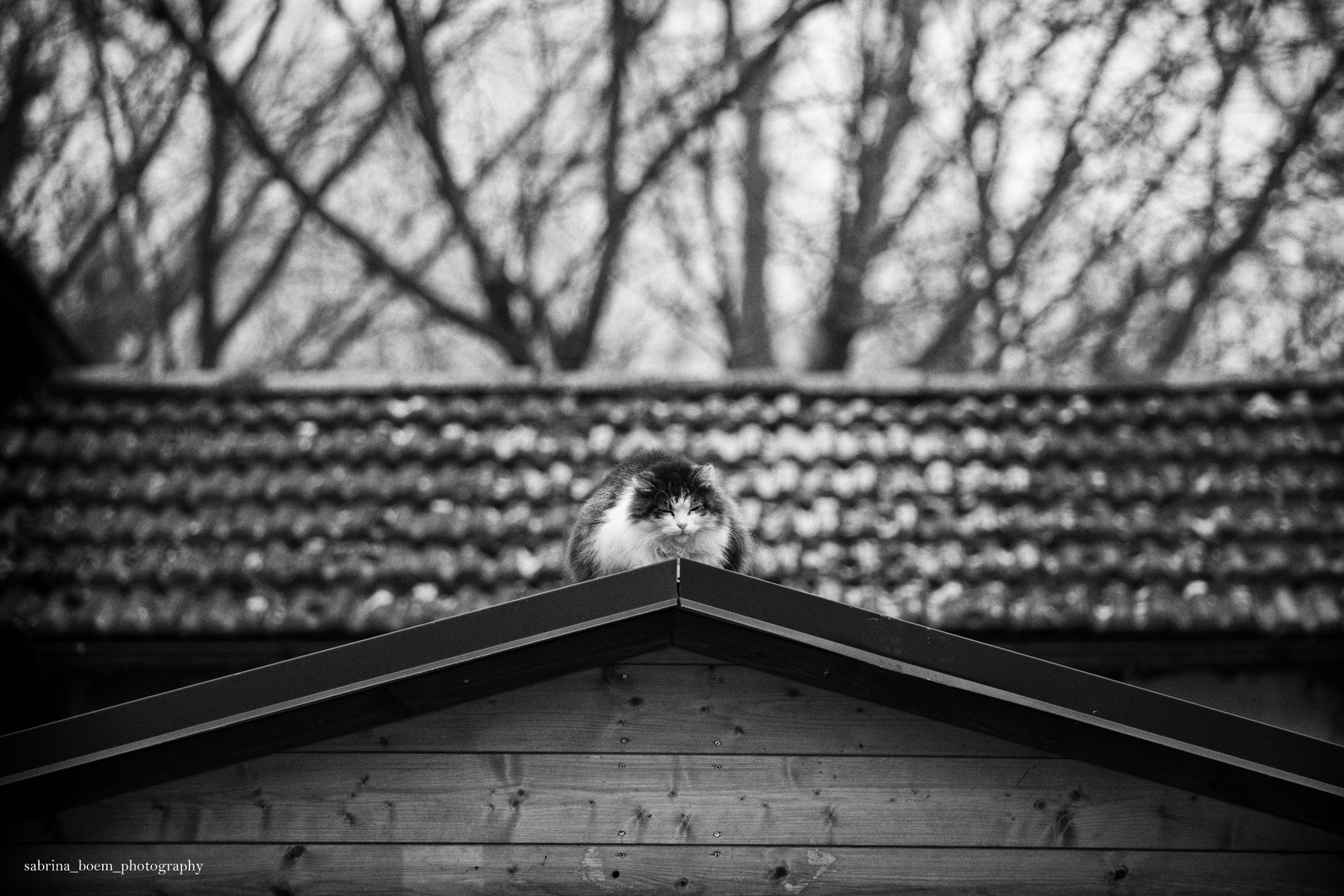 Sabrina Boem oddaje cześć bezdomnym i opuszczonym kotom w swoim projekcie fotograficznym 22