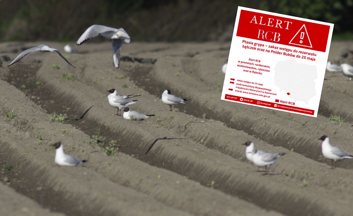 Chore mewy w Śląskiem. Zamknięte lasy i alert RCB