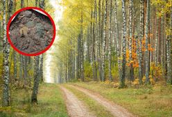 Niezwykłe odkrycie archeologiczne w Puszczy Knyszyńskiej. Znalezisko pochodzi z XVII wieku