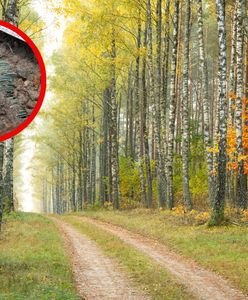 Niezwykłe odkrycie archeologiczne w Puszczy Knyszyńskiej. Znalezisko pochodzi z XVII wieku