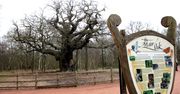 Dąb z legend o Robin Hoodzie obumarł. 1200 lat historii dobiegło końca