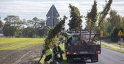 Woj. kujawsko-pomorskie: Zielona rewolucja przy trasach wojewódzkich
