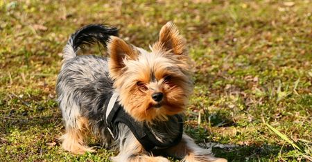 Amstaff rzucił się na yorka i dotkliwie go pogryzł. Nikosia trzeba było uśpić
