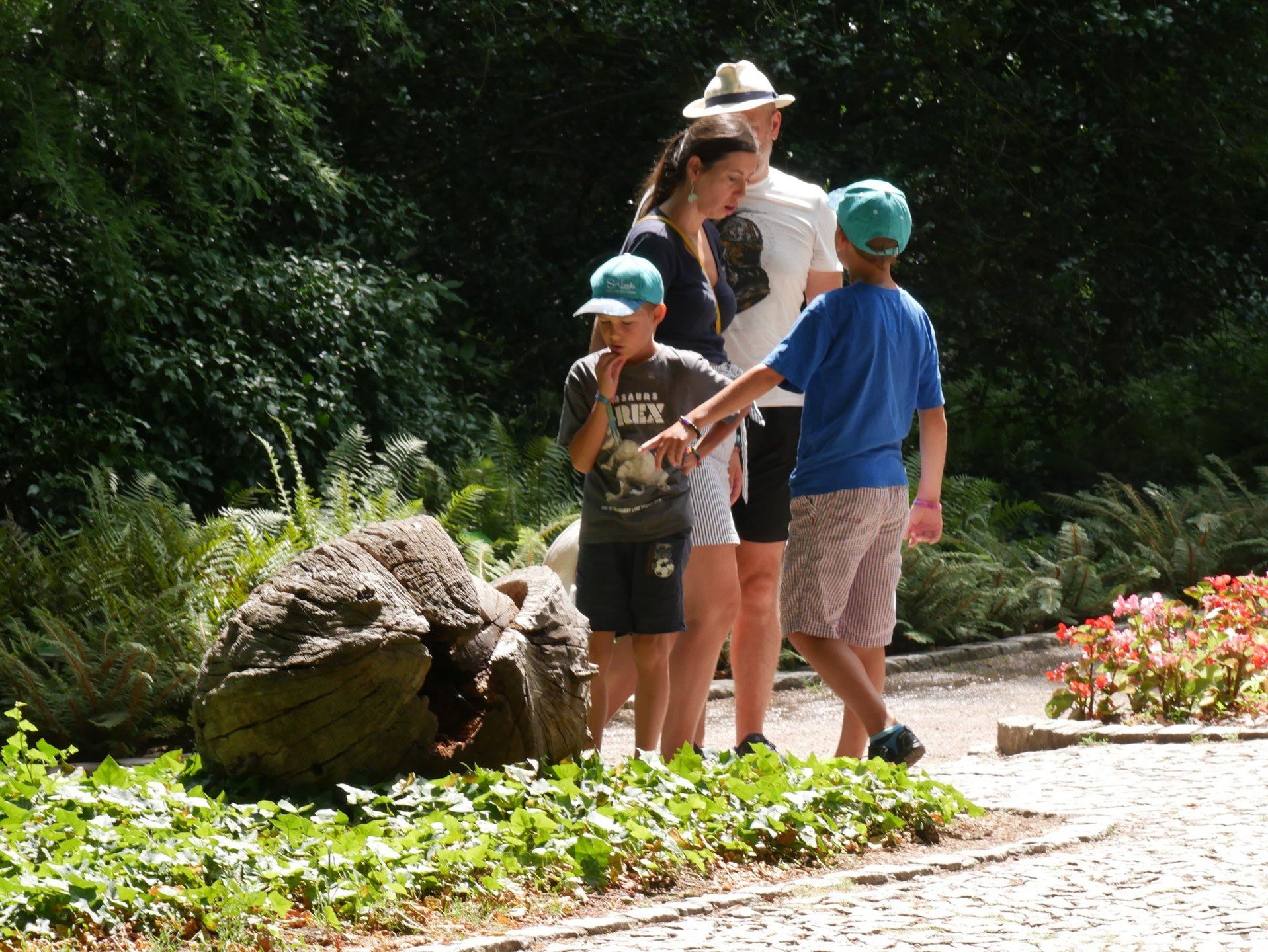 Ogród Botaniczny we Wrocławiu zachwyca latem. Kwitną hortensje, nenufary i róże, a wrocławianie szukają ochłody