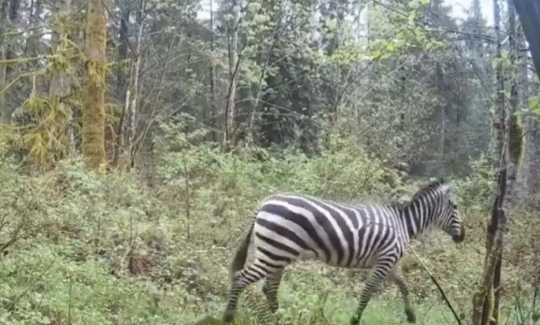 Nie do wiary! Zebra uciekła z transportu