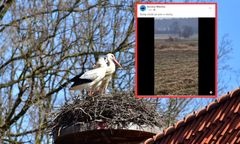 Bociany. Pierwsze osobniki przyleciały do Polski. "Może to koniec zimy?"