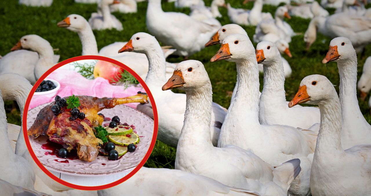 Gęsina na Świętego Marcina – smak tradycji i duma polskiej produkcji
