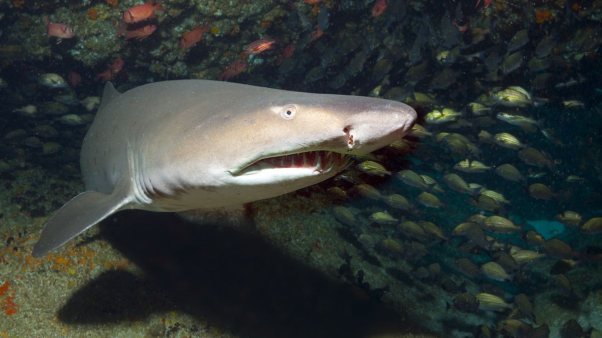 Ataki rekinów w Australii. Algi powodują, że staję się agresywne