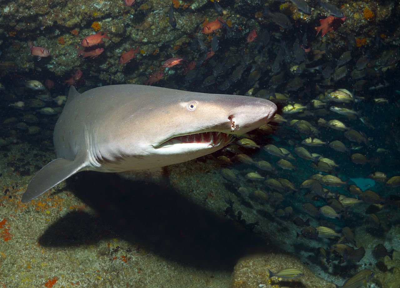 Ataki rekinów. Ich liczba rośnie w jednym z regionów. Oto powód