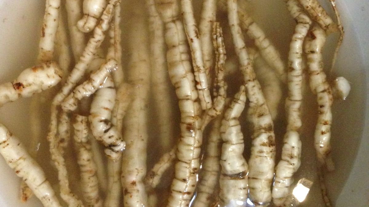 Marek kucmerka to dawny zamiennik ziemniaków