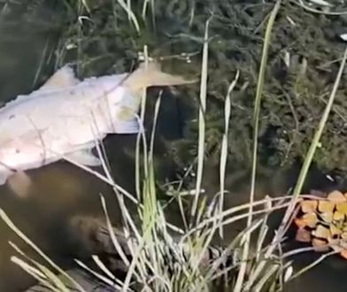 Śnięte ryby w zatrutej Odrze. "Odór rozkładających się ciał jest przeraźliwy"