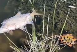 Śnięte ryby w zatrutej Odrze. "Odór rozkładających się ciał jest przeraźliwy"