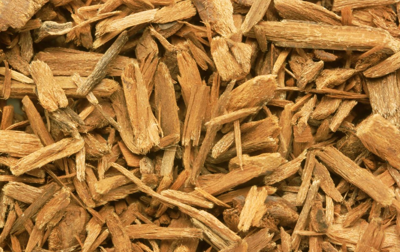 Popularny suplement na cenzurowanym. Johimbina może szkodzić sercu i podnosić ciśnienie