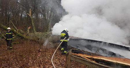 Spłonął "Dąb Rzeczypospolitej". Drzewo miało ok. 500 lat