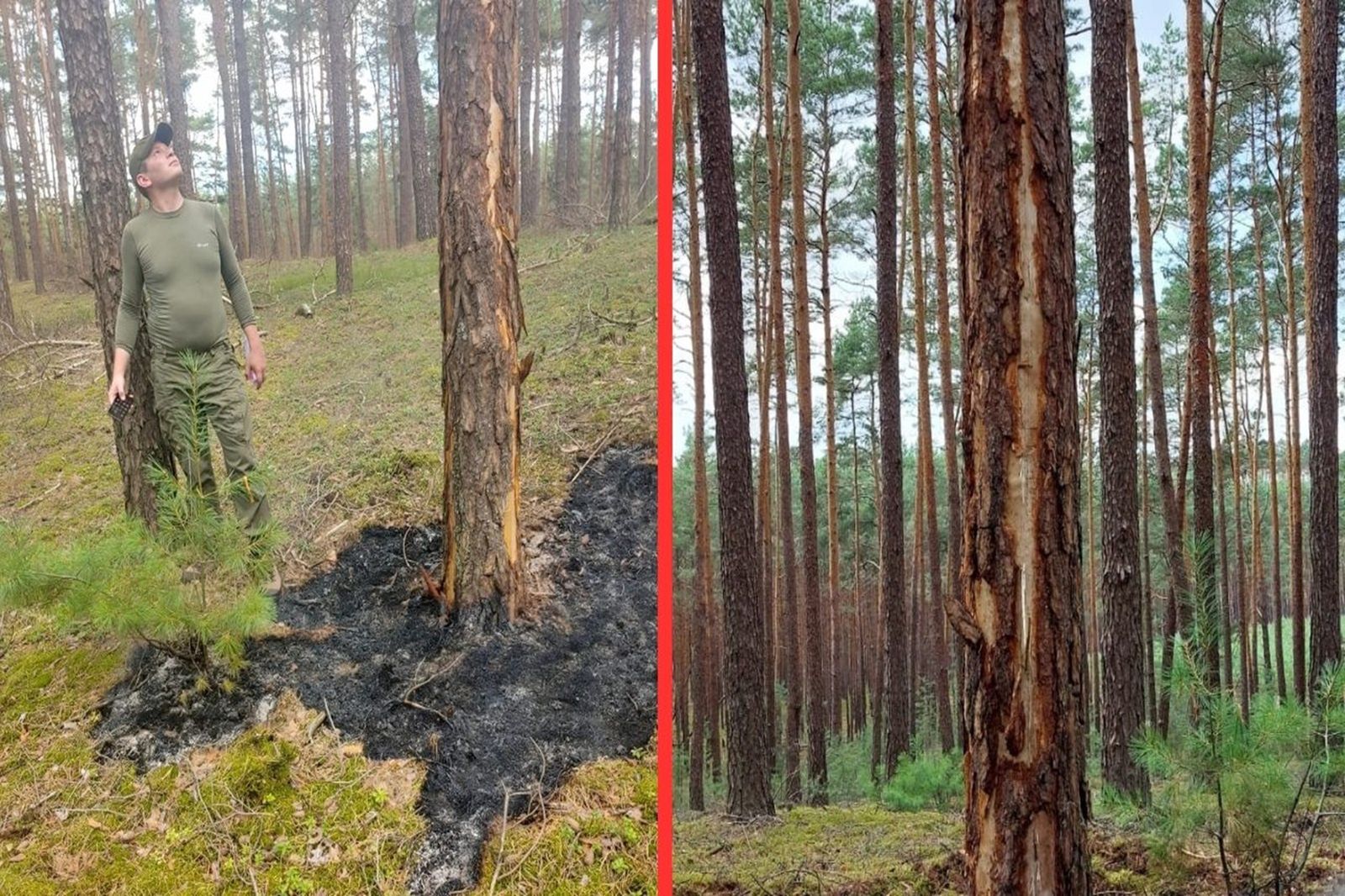 Leśniczy pokazał tajemniczy ślad wokół drzewa. Wiecie, co za tym stoi?