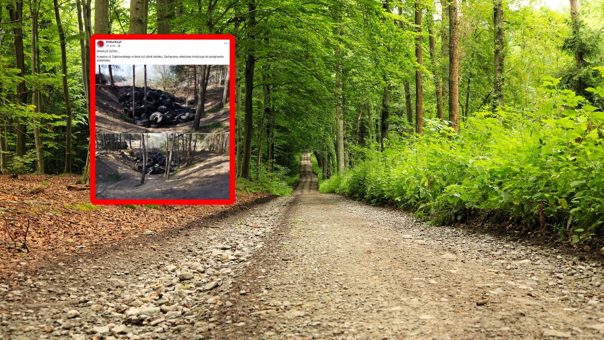 Mnóstwo opon w lesie.