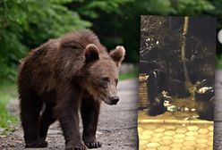 Niedźwiedzie grasowały w Kościelisku. "Myślałam, że to koty" [WIDEO]