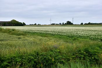 Roślina z Bliskiego Wschodu błyskawicznie podbija polskie pola