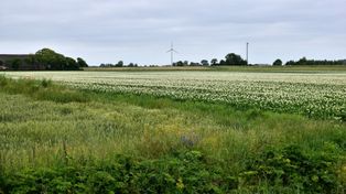 Roślina z Bliskiego Wschodu błyskawicznie podbija polskie pola