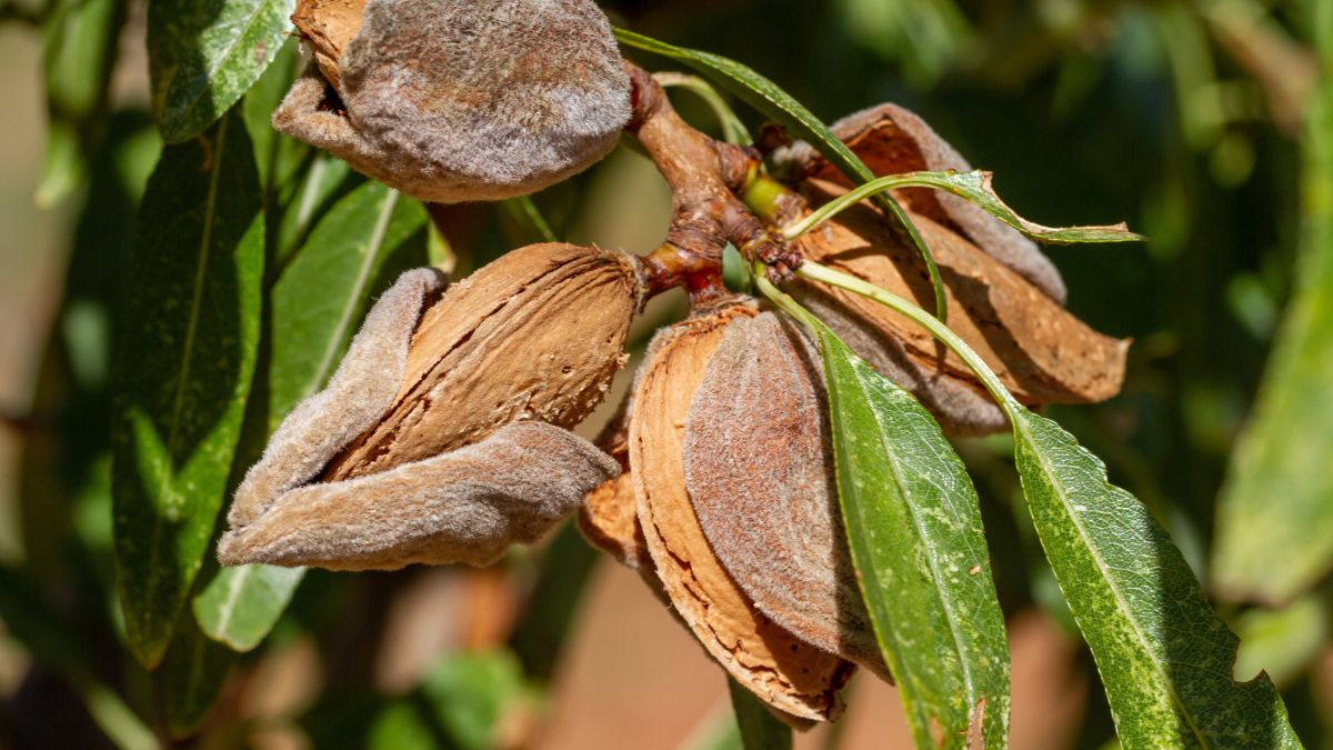 Pestki, które obniżą cholesterol i nie tylko