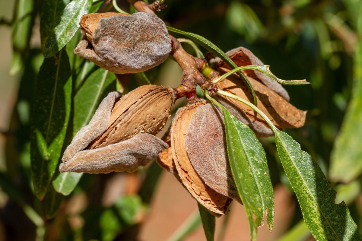 Almonds: A tasty snack with impressive health benefits