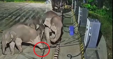 Słoń zaplątał się w kabel. Taka była reakcja. Niecodzienne sceny w Chinach