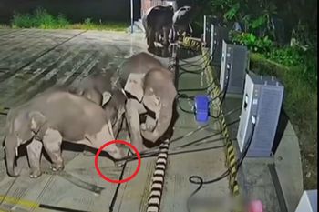 Słoń zaplątał się w kabel. Taka była reakcja. Niecodzienne sceny w Chinach